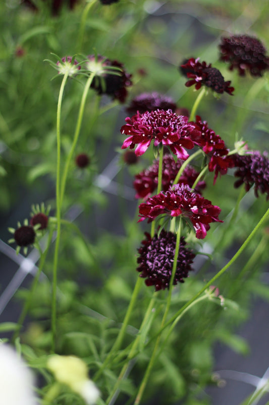 Beginners Flower Growing Workshop