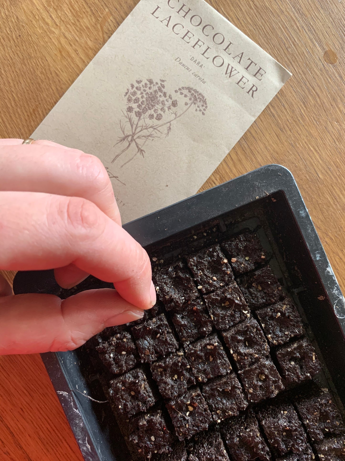 Beginners Flower Growing Workshop