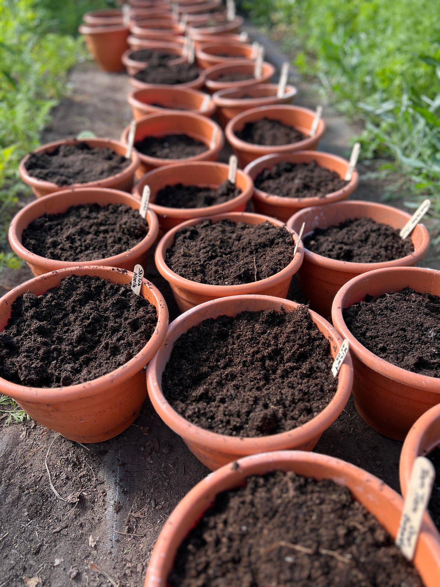 Beginners Flower Growing Workshop