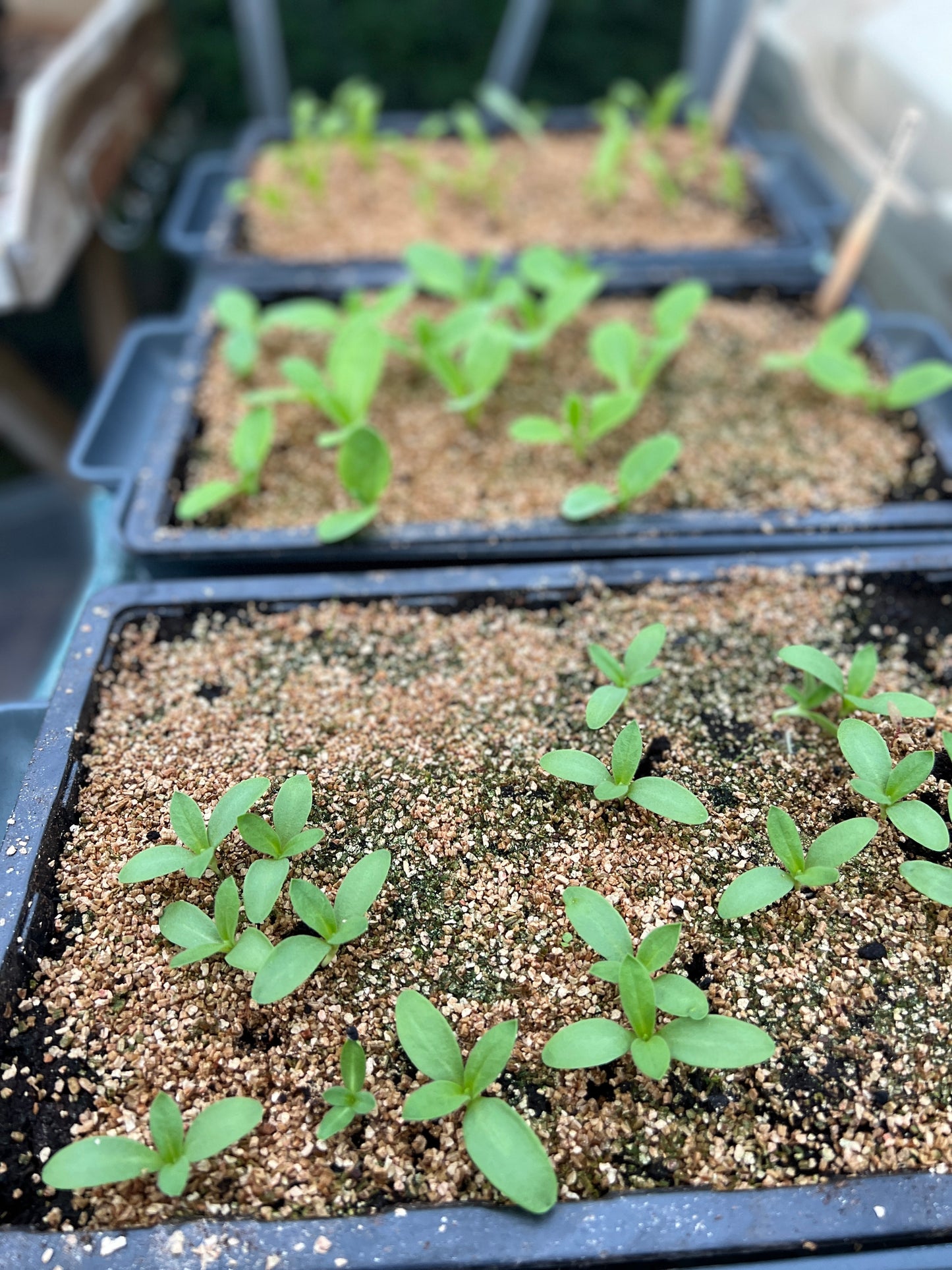 Beginners Flower Growing Workshop